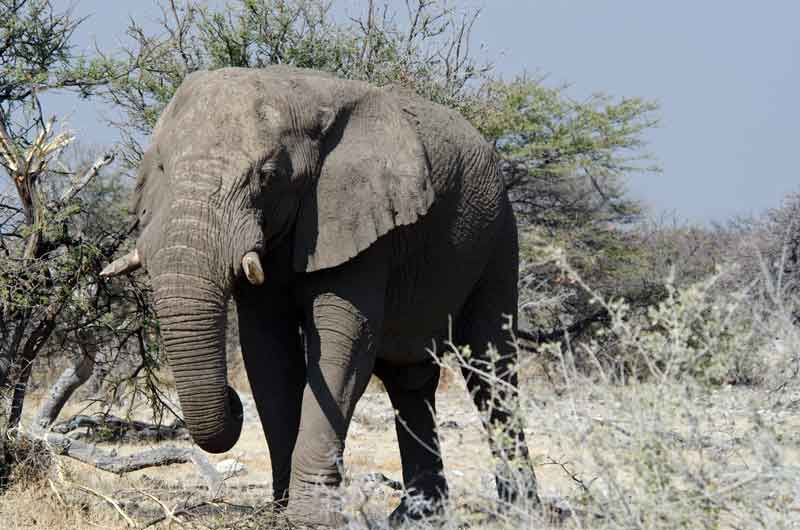52 - Namibia - elefante - parque nacional de Etosha